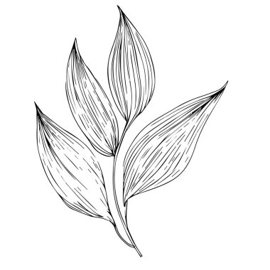 Manolya ağacının el yapımı siyah ve beyaz yaprakları basit botanik çizimleri basit botanik çiçek çizimleri ve kolay botanik karalamaları. Estetik çiçek karalamaları, botanik çizimler, çiçeklerin botanik çizimleri, botanik yaprak çizgileri.