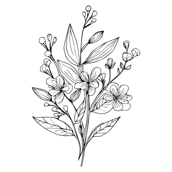 Klasik Botanik Çizimleri Bilimsel Botanik Çizimleri Kalem Botanik Çizimleri Botanik — Stok Vektör