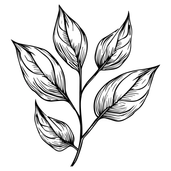 Ручной Лист Эскиз Векторная Иллюстрация Простой Рисунок Ботанической Линии Простые — стоковый вектор