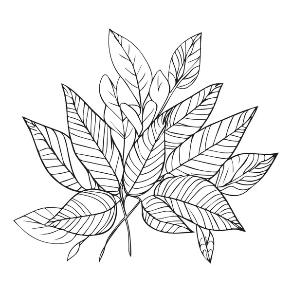 나뭇잎 와일드 플라워 Doodle Art 페이지 스케치 손으로 아름다운 식물학적 — 스톡 벡터