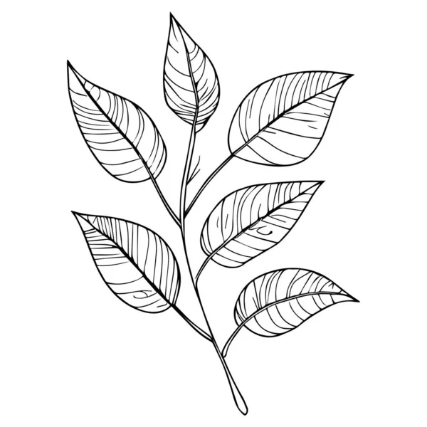Дизайн Листа Растительный Лист Сада Украшения Природы Векторные Иллюстрации Темы — стоковый вектор