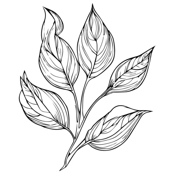 Vetor Deixa Arte Tinta Gravada Preto Branco Planta Botânica Folha — Vetor de Stock