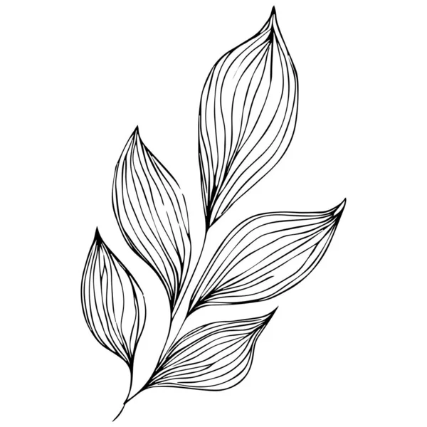 Foglia Disegnata Mano Bianco Nero Vettoriale Elementi Botanici Schizzo Vettoriale — Vettoriale Stock