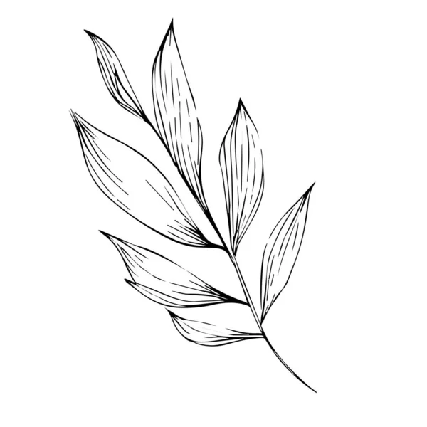 Vektor Ručně Kreslené Černé Bílé Pírko Ručně Kreslené Botanické Pružinové — Stockový vektor