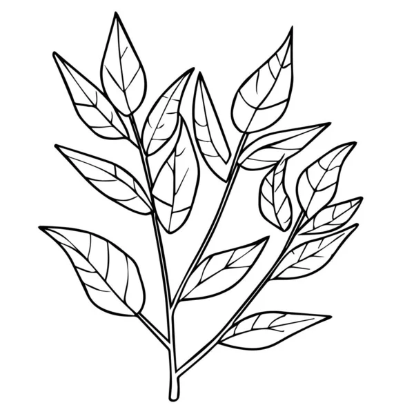 葉の自然植物のアイコン ハーブの黒いシルエット 手描きで可愛い花ベクトルイラスト 白い背景のシルエット 花の惑星の図面 美的花の着色ページ — ストックベクタ