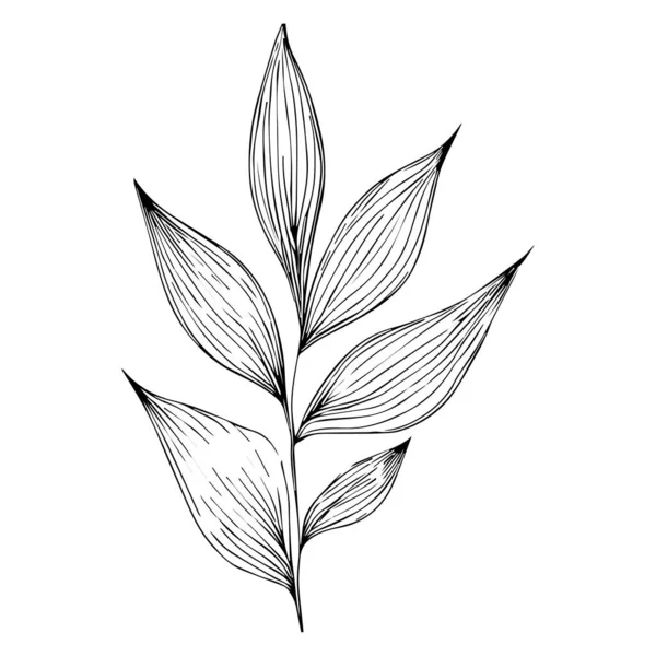 Hojas Ramas Vectoriales Página Para Colorear Ilustración Vectorial Botánica Simplicidad — Archivo Imágenes Vectoriales
