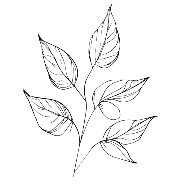 植物ベクトルイラストの着色ページ シンプルさ モノクロ ベクトルアート 枝の植物の葉 植物の葉 ミニマルな植物の入れ墨の図面とアウトラインプリント 葉や枝が集合し — ストックベクタ
