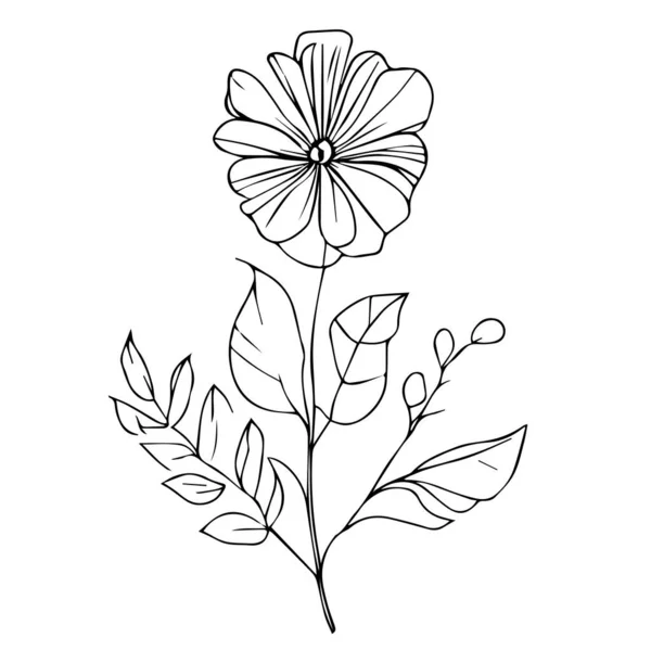 Kézzel Rajzolt Virágvektor Illusztráció Virágok Botanikai Rajzai Vadvirágok Botanikai Rajzai — Stock Vector