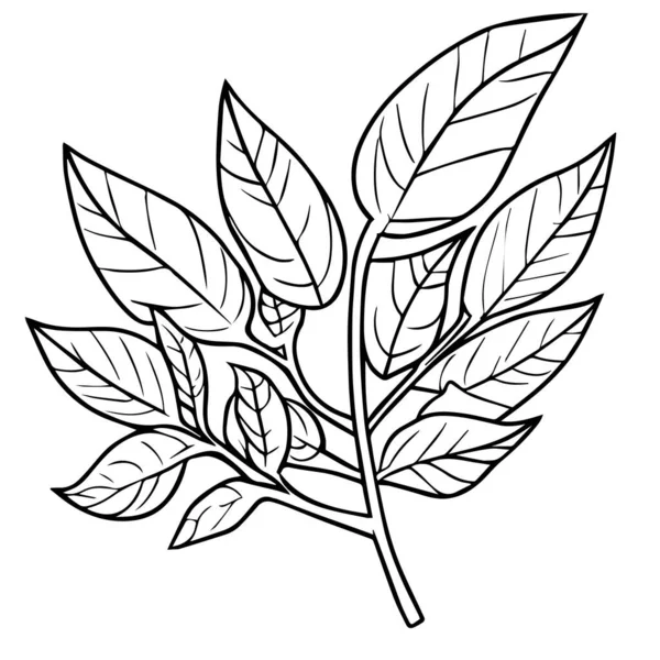 Листья Листьями Растений Простые Ботанические Рисунки Цветов Легкие Ботанические Каракули — стоковый вектор