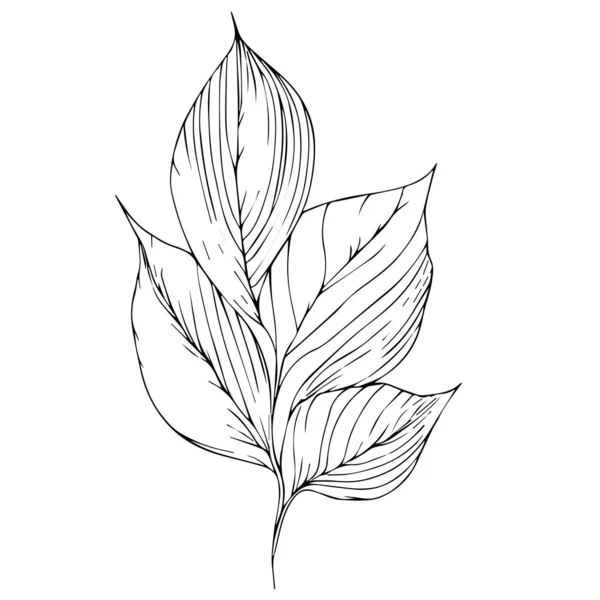 植物の葉 手描きベクトル スケッチ葉の図面 アート葉のデザイン 植物要素 植物線画 ヴィンテージ植物着色ページ 植物要素 植物の花のイラスト 植物イラスト黒と白 — ストックベクタ