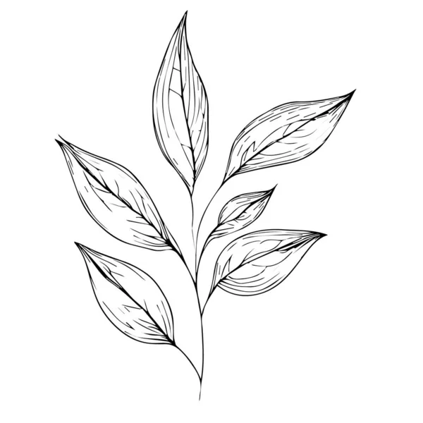 Φύλλα Ζωγραφισμένα Στο Χέρι Ασπρόμαυρη Απεικόνιση Επιστημονική Βοτανική Απεικόνιση Βοτανικά — Διανυσματικό Αρχείο