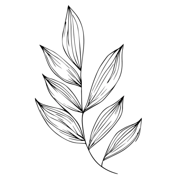 Tropický List Palmy Vektorová Ilustrace Vědecké Botanické Ilustrace Kresby Tužkou — Stockový vektor