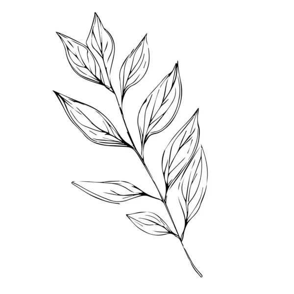 Vektorové Ručně Kreslené Listy Stromu Jednoduché Botanické Kresby Květin Snadné — Stockový vektor