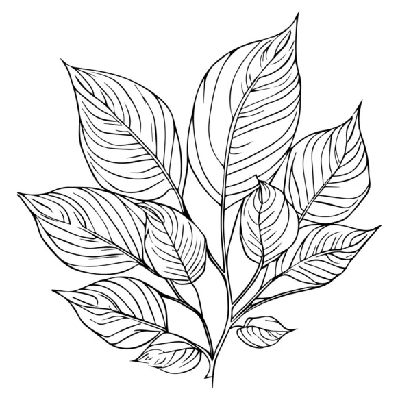 Levél Design Növény Virágdísz Természet Szezon Téma Vektor Illusztráció Botanikai — Stock Vector