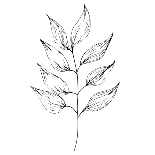 Ramo Desenhado Mão Com Folhas Ilustração Vetorial Arte Linha Botânica — Vetor de Stock