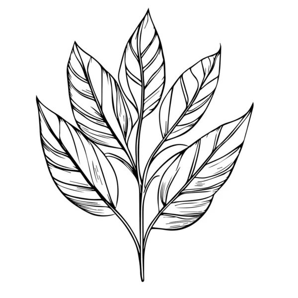Тропический Лист Природы Изолированная Икона Ботаническая Линия Рисования Листья Ботаническая — стоковый вектор