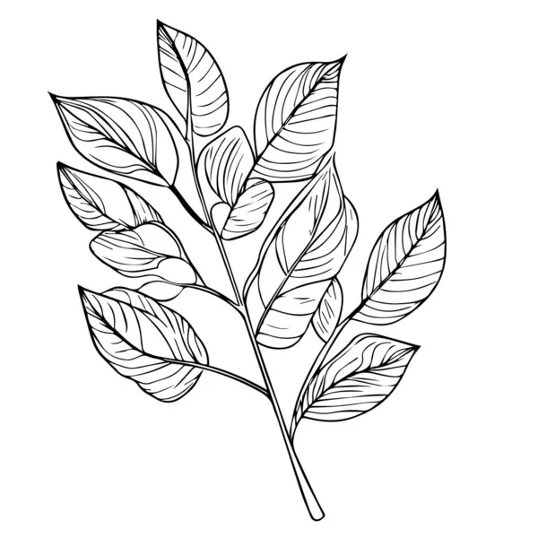 Дизайн Векторной Иллюстрации Листвы Растений Ботанический Элемент Рисунок Ботанической Линии — стоковый вектор