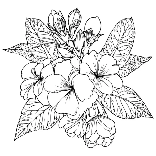 Desenho Flor Prímula Ramo Coleção Mola Botânica Arte Vetorial Ilustração —  Vetores de Stock