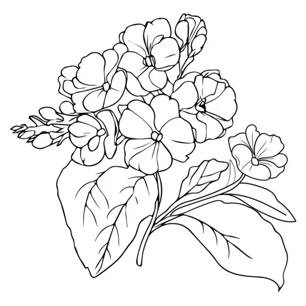 花の着色ページや本 プリムラの花絵のベクトルスケッチ 手描きのプリムローズ 植物の葉の芽のイラストを刻まインクアートスタイル 大人のための原色の花のスケッチヴィンテージPrimera図面 花の着色ページ — ストックベクタ