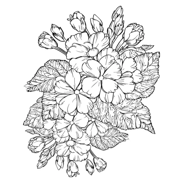 Primrose Bloemen Illustratie Kleurplaat Eenvoud Versiering Monochrome Vector Kunst Outline — Stockvector