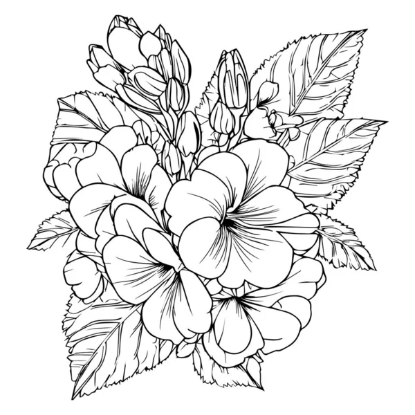 Ramo Prímula Diseño Floral Para Tarjeta Estampado Ilustración Flor Pintada — Archivo Imágenes Vectoriales