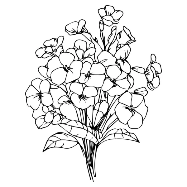 Einfache Blume Malvorlagen Malvorlagen Für Erwachsene Handzeichnung Primeln Blume Skizzenkunst — Stockvektor