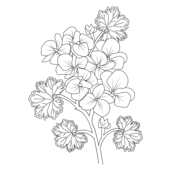 Handgezeichnete Blumen Skizze Für Malbuch Tätowierung Geranienblütenzeichnung Schwarze Geranientätowierung Geranientätowierung — Stockvektor