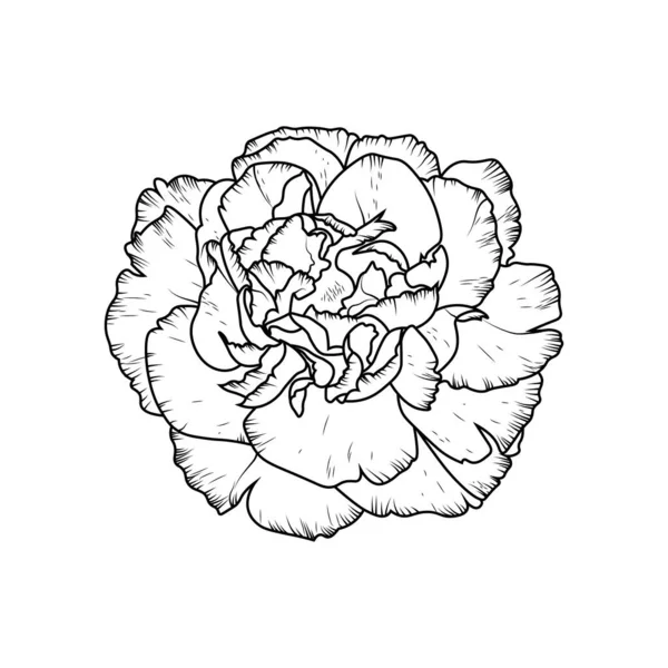 Rosenblütenvektorskizze Isoliert — Stockvektor