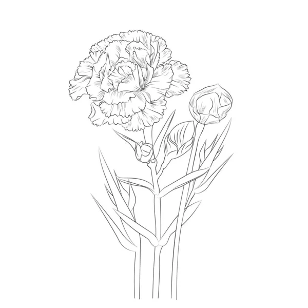 Dianthus Caryophyllus Line Art Drawing Flower January Birth Flower Tattoo — Stock Vector
