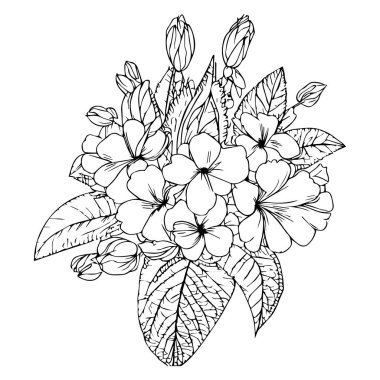 primrose birth flower vector illustration, beautiful primula flower bouquet, hand-drawn coloring pages primula flower drawing of artistic, primrose engraved ink art flower and leaf's decorative vector illustration design, Easy flower coloring page