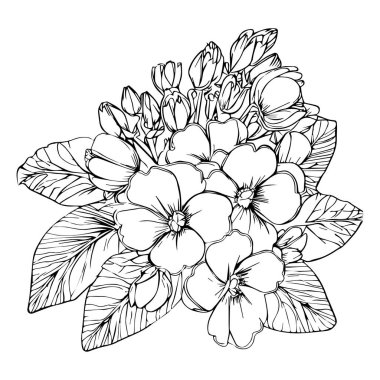 detailed flower coloring pages printable simple flower coloring pages, Coloring pages for adults, hand-drawing primula flower sketch art of, blossom violet flower line art vector illustration, and beautiful hand-drawn flowers. vector