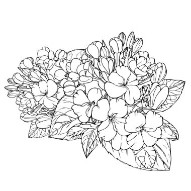 Primrose isolated, hand-drawn floral element. vector illustration bouquet of primrose, sketch art beautiful evening primula, primula flower tattoo, coloring page for adults, primrose flower tattoo designs vintage primrose drawings