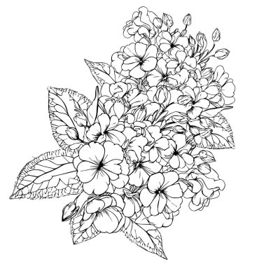 primula flowers illustration coloring page, simplicity, Embellishment, monochrome, vector art, Outline print with blossoms primrose flower, Francisca flowers tattoos, isolated on a white background. beautiful floral frame, vector illustration design