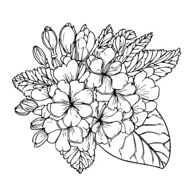 vector hand-drawn floral illustration, Cute flower coloring pages, primrose drawing, evening primrose wildflower drawings, Hand drawn botanical spring elements bouquet of primrose line art coloring page, easy flower drawing. primrose flower art,