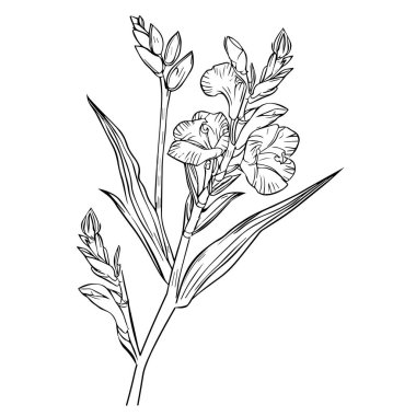 , siyah gladiolus dövmesi, siyah küçük gladiolus dövmesi, minimalist gladiolus çiçeği dövmesi, bilek gladiolus dövmesi basit, kadınların gladiolus dövmesi, çizgileri çizen gladiolus çiçeği, çizgileri çizen gladiolus
