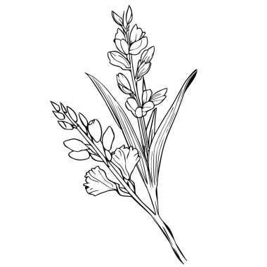Gladiolus Ağustos doğum ayı çiçeği, gladiolus doğum çiçeği çizimi, ana hatları gladiolus çizimi, gladiolus dövmesi, siyah gladiolus dövmesi, minimalist gladiolus çiçek dövmesi.