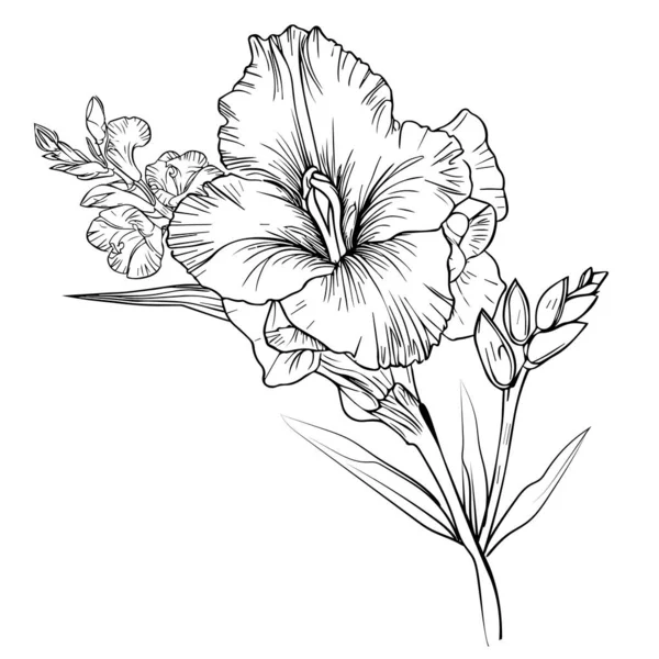 Lápiz Dibujo Imprimible Arte Pared Gladiolo Impresión Flor Solo Gladiolo — Vector de stock