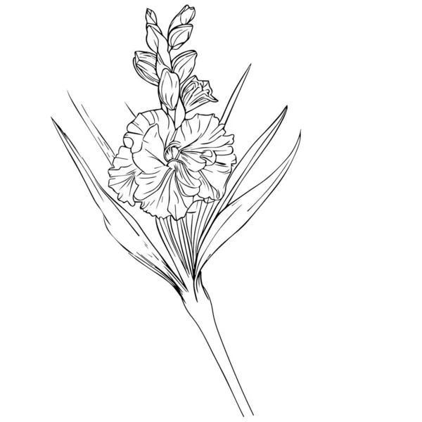 8月の誕生花タトゥー黒と白 8月の誕生花グラディオラス8月の誕生月の花 グラディオラス8月の誕生花のデッサン アウトライングラジオラス図面 タトゥーグラディオラス花の描画 ブラックグラディオラスタトゥー — ストックベクタ