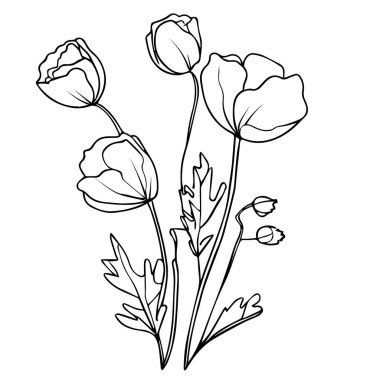 Botanik elementler, vektör çizimi, el çizimi gelincik yaprağı çizimi, botanik yaprağı çizimi, mürekkep resmi. Botanik vektör haşhaş çizimi. Klasik gelincik yaprağı çizimi. Vektör el bir çiçek çiziyor, lale. 