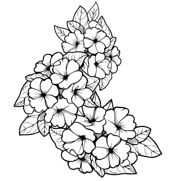 Primula花ベクター 要素夏のコレクション 手描きのプリムローズカラーリングページ ベクタースケッチ 鉛筆アートプリムラフラ 美しい花のベクターセットの大人のためのカラーブック デザイン要素 — ストックベクタ