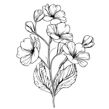 Çiçeğin el çizimi çizimi. Menekşe çiçekli, Şubat doğumlu, menekşe çiçeği çizimi, minimalist çuha çiçeği dövmesi, siyah çuha çiçeği dövmesi, illüstrasyon primula vulgaris, gerçekçi çuha çiçeği çizimi.