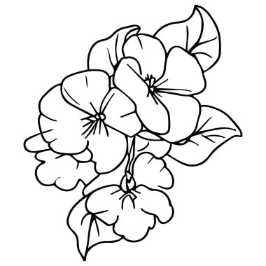 Yetişkinler için boyama kitabı, boyama kitabı, siyah ve beyaz vektör çizimi, el çizimi, siyah çuha çiçeği dövmesi, illüstrasyon primula vulgarisi, gerçekçi çuha çiçeği çizimi, menekşe çuha çiçeği çizimi, minimalist çuha çiçeği dövmesi