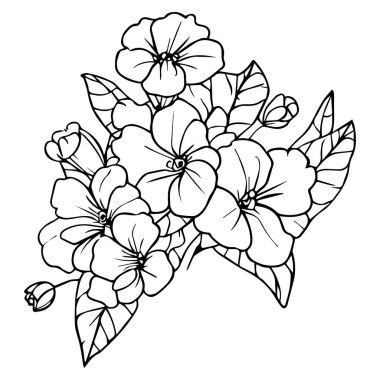 Yetişkinler için boyama kitabı, boyama kitabı, siyah ve beyaz vektör illüstrasyonu, el çizimi, Şubat ayı çiçek desenli çuha çiçeği çizimi, minimalist çuha çiçeği dövmesi, siyah çuha çiçeği dövmesi, illüstrasyon primula vulgaris