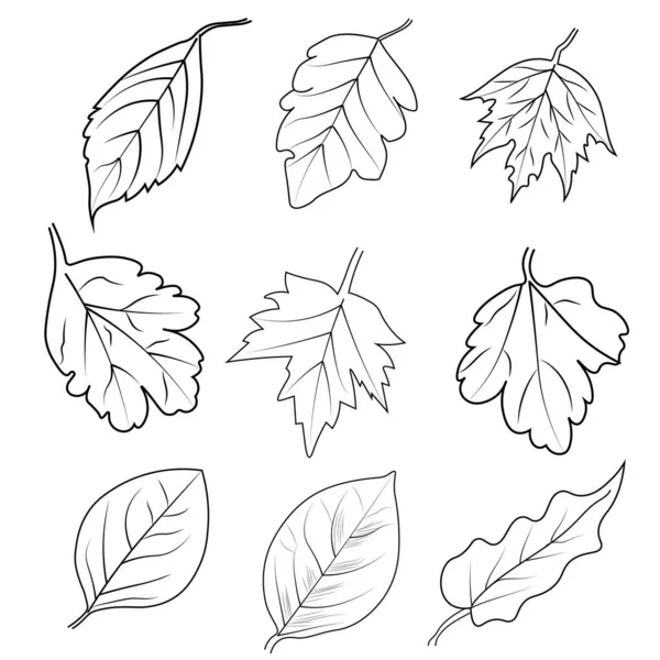 Set Autumn Leaves — Stock Vector