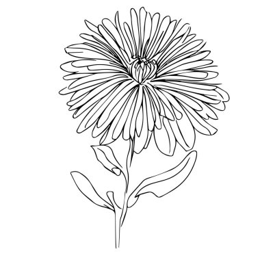 Çiçeklerin el çizimi