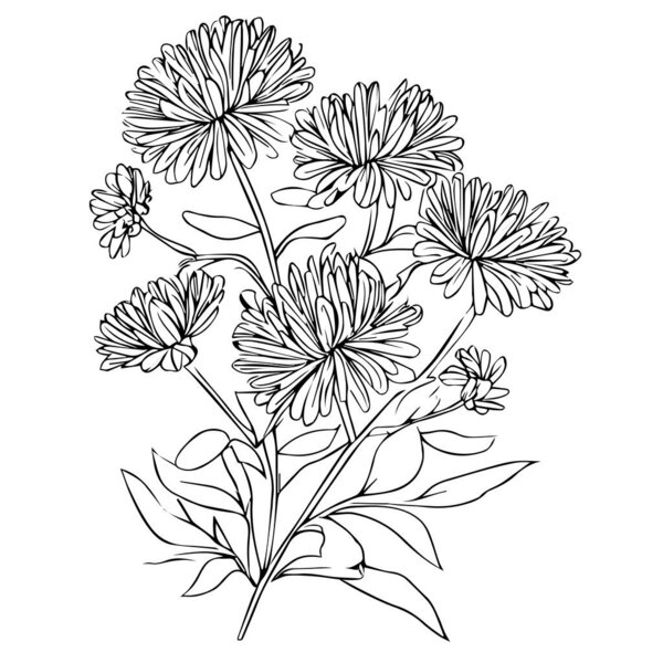 vector sketch of hand-drawn flowers, minimalist aster flower tattoo, black aster tattoo,  small black aster tattoo, aster flower drawing, aster flower drawing tattoo, 