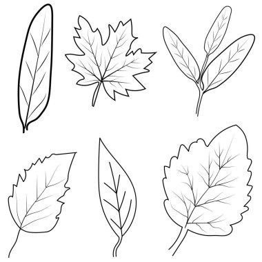 Elle çizilmiş siyah ve beyaz sonbahar yaprakları - rowan, meşe, kestane, akçaağaç, ginkgo, aspen, çizim sanat tarzı çizim çizimi beyaz arka planda izole edilmiş. El çizimi sonbahar izni, sonbahar temalı boyama sayfaları, anaokulu sonbaharı.