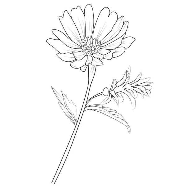 Flower Leaves White Background Virgo September Birth Flower Tattoo Small — Stock Vector