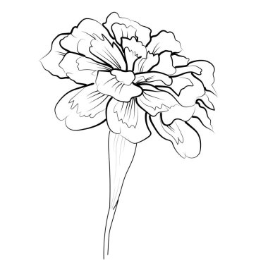 vektör çiçeği. Siyah ve beyaz işlemeli mürekkep resimleri beyaz arka planda izole çiçek çizimi, kadife çiçeği çizimi, klasik kadife çiçeği çizimi, kadife çiçeği çizimi, basit kadife çiçeği çizimi