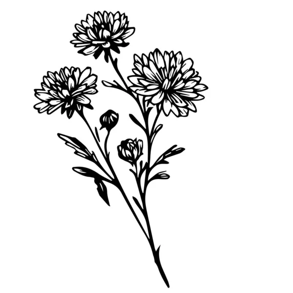 Handritade Blomma Vektor Illustration Minimalistisk Aster Blomma Tatuering Svart Aster — Stock vektor